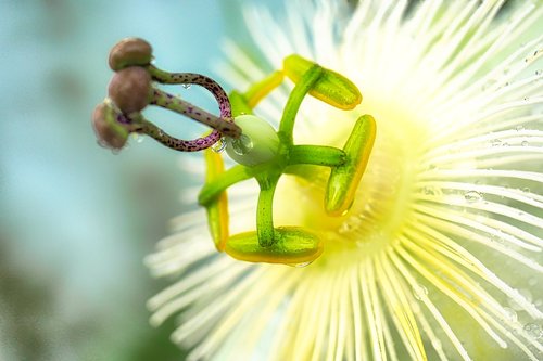 poppy flower  blossom  bloom