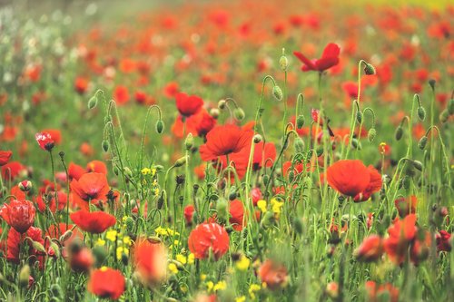 poppy flower  field of poppies  klatschmohn