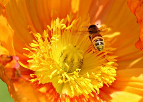 poppy flower bee orange