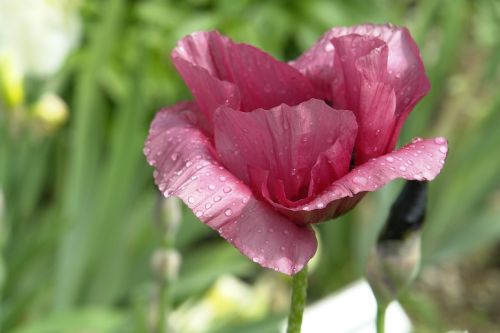 poppy flower flower blossom