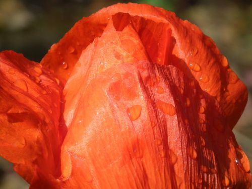 poppy flower red flower