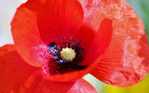 poppy flower flower plant