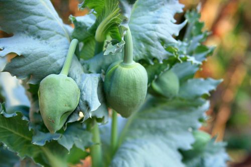 Poppy Flower Buds And Leaves