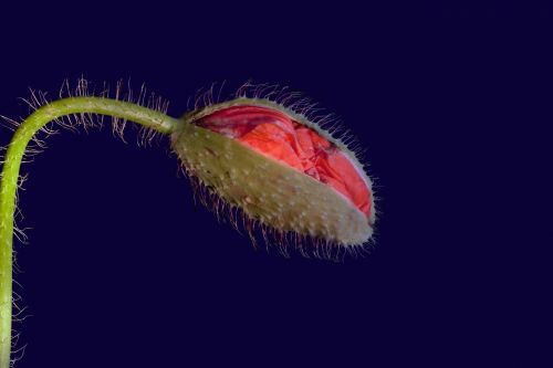 Poppy Flower Unfurling