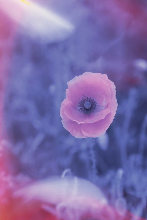 Poppy Flower, Vintage Color