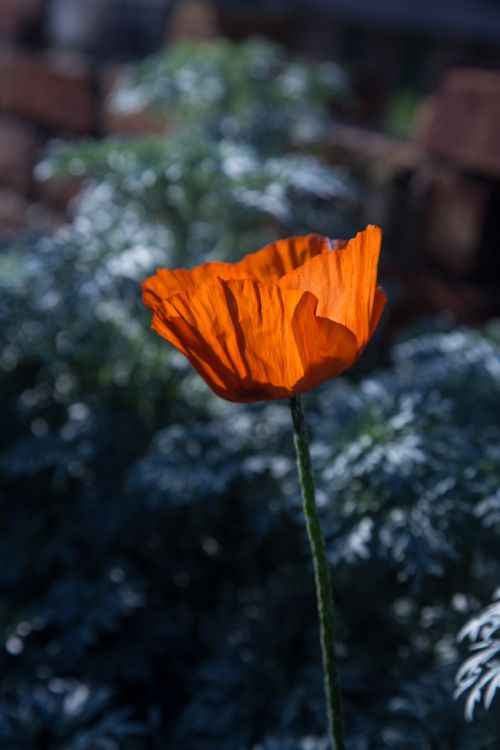 Poppy Flower, Vintage Color