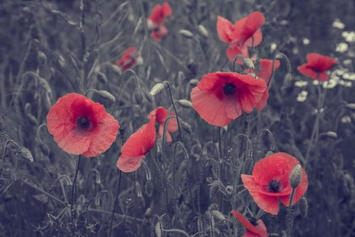 Poppy Flower, Vintage Color