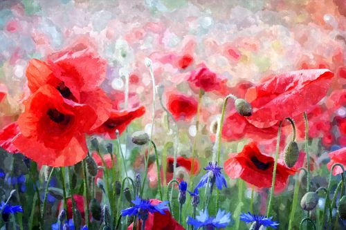 Poppy Flowers Watercolor Painting