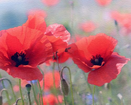 Poppy Flowers Watercolor Painting