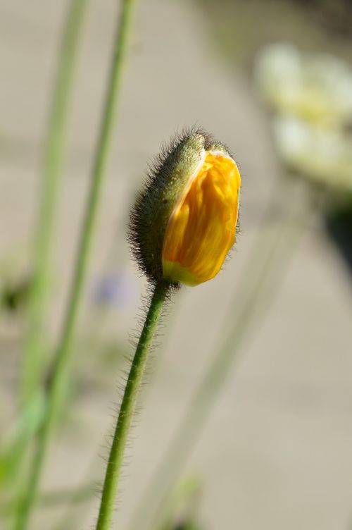 poppy garden golostebelny siberian