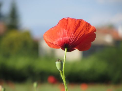 Poppy Looking Away