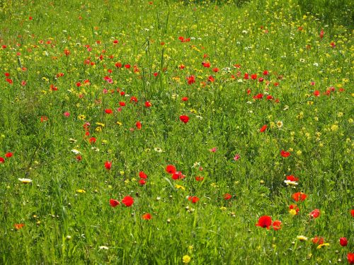 poppy meadow poppy flower poppy