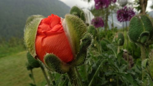 poppy-oriental red garden