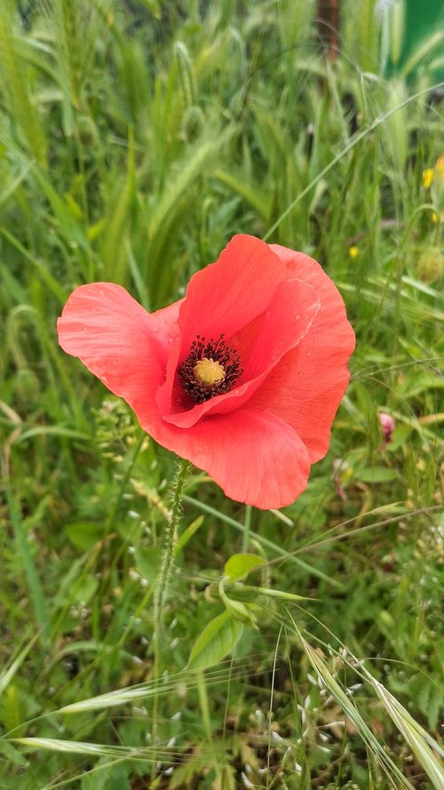 poppy red  flower  nature