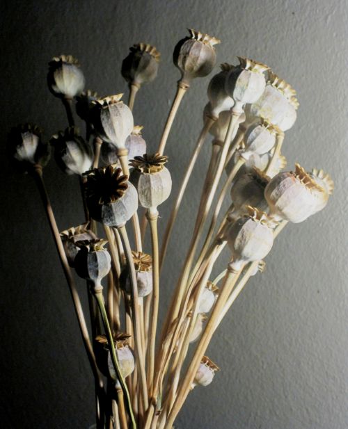 Poppy Seed Pods In A Bunch