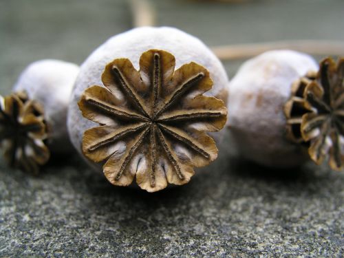 poppy seeds seed pods nature