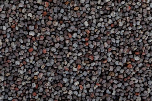 Poppy Seeds Texture