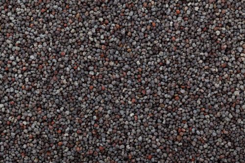 Poppy Seeds Wallpaper