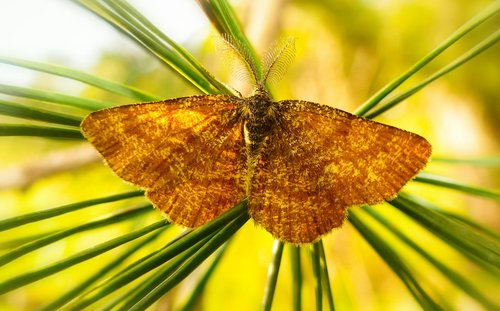 poproch pylinkowiak  tom  butterfly night