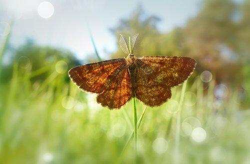 poproch pylinkowiak  butterfly  a moth
