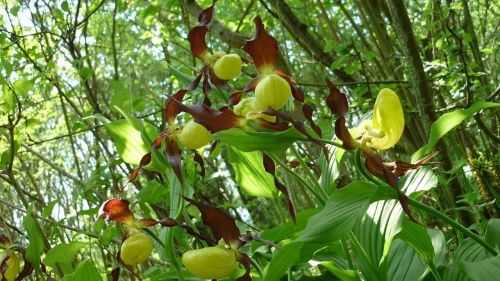 popular photo object frauenschuh orchid