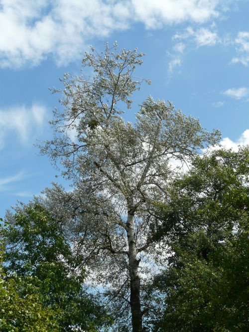 populus alba tree poplar