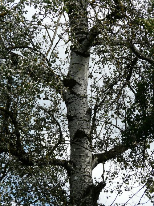 populus alba log bark