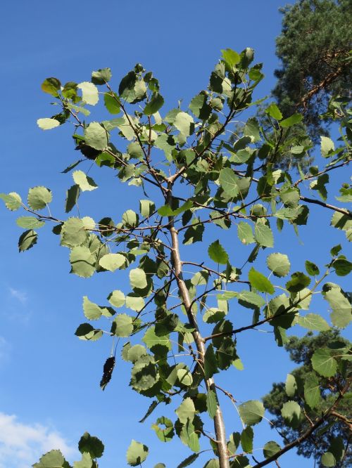 populus tremula aspen common aspen