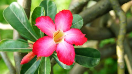 porcelain flowers red natural