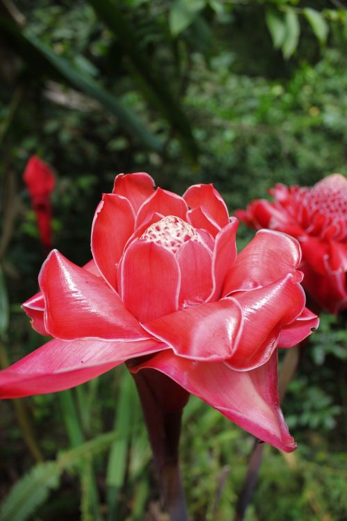 porcelain rose red exotic