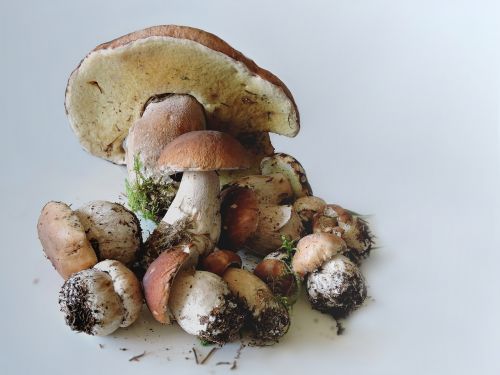 porcini mushrooms food mushrooms boletus
