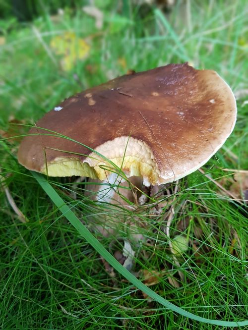 porcini mushrooms autumn nature