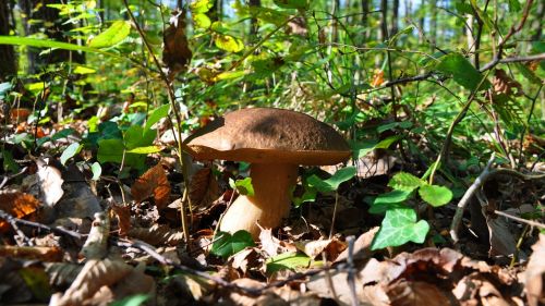porcini mushrooms autumn mushroom