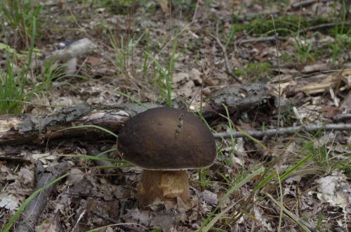 porcini mushrooms mushroom forest