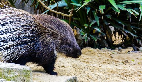 porcupine animal prickly