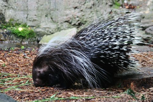 porcupine hedgehog spines