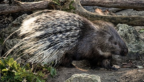 porcupine  animal  spur