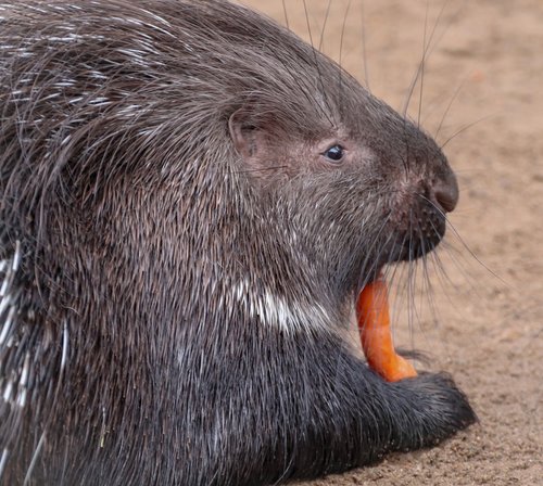 porcupine  rodent  spur