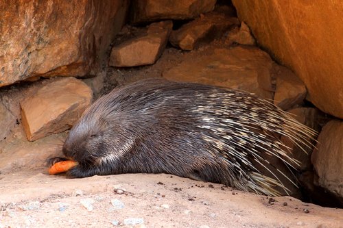 porcupine  animal  mammal