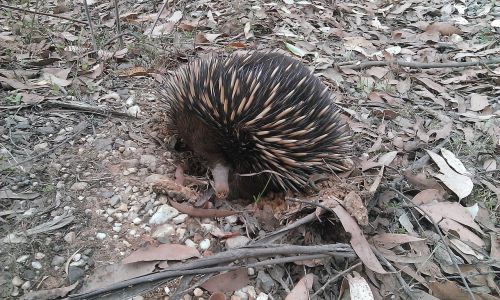 porcupine echidna nature