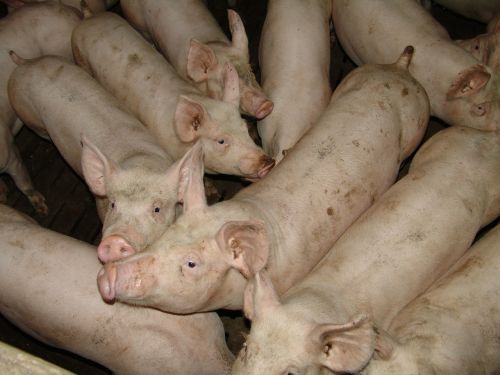 pork animals farm