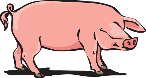 pork animal farm pig