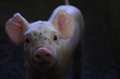 pork breeding little piggy