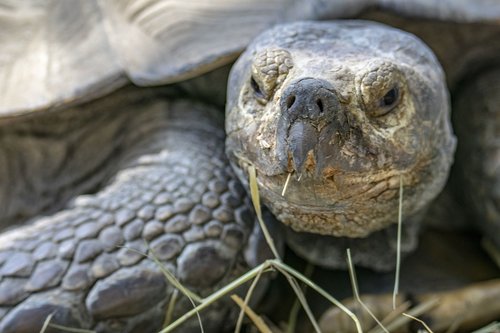 poroszlo  tisza-lake ökocentrum  tortoise