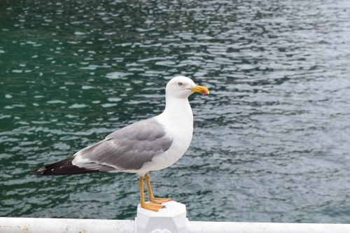 port seagull sea