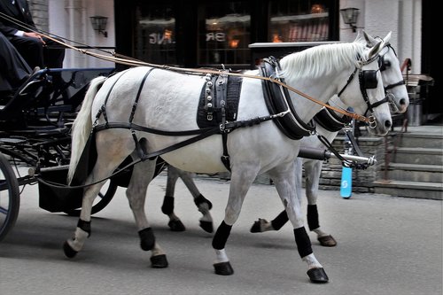 portable  transport  the horse