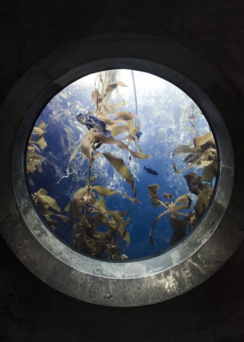 portal fish aquarium