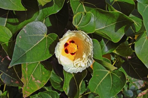 portia tree flower thespesia populnea