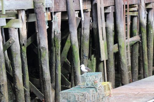 portland maine sea gull pier