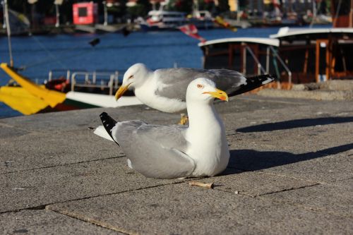 porto river seagull right front side